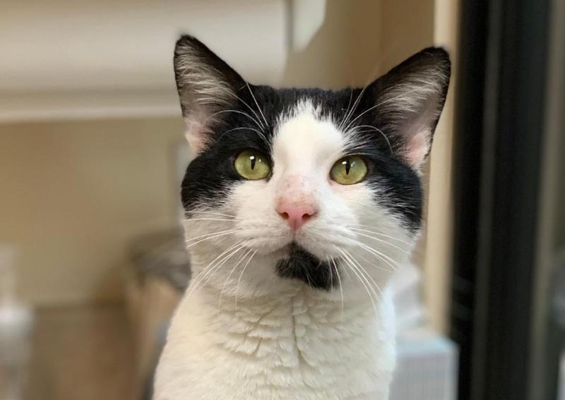 Carousel Slide 6: Cat veterinary exams